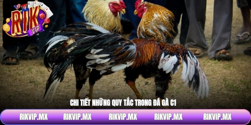 Chi tiết những quy tắc trong đá gà C1