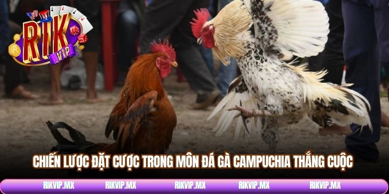 Chiến lược đặt cược trong môn đá gà Campuchia thắng cuộc
