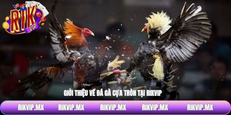 Giới thiệu về đá gà cựa tròn tại RIKVIP