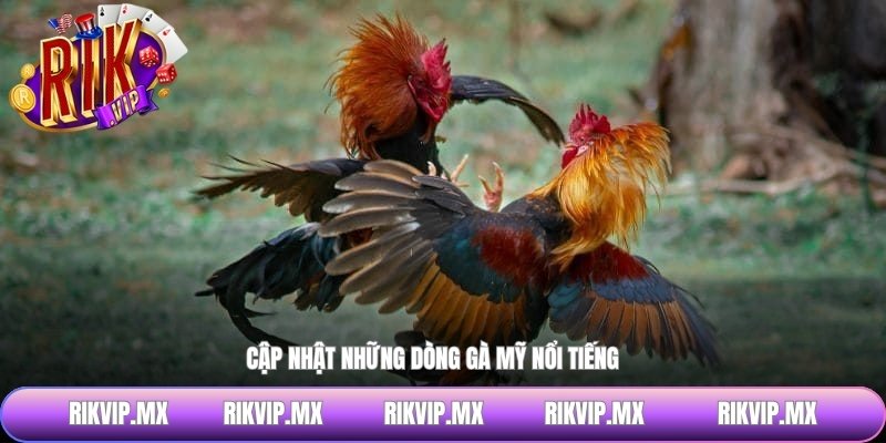 Cập nhật những dòng gà mỹ nổi tiếng