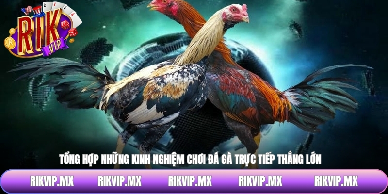 Tổng hợp những kinh nghiệm chơi đá gà trực tiếp thắng lớn